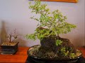 bonsai elm on rock