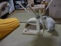 ラグドールの子猫 キャットタワーで興奮!!