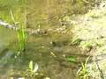 Frog Jumping