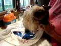 Rags, a 19-year old Ragdoll, getting a bath - Video 10
