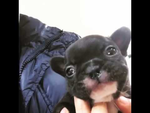 Miniature French Bulldog Batman