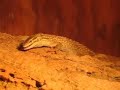 Spiny Tailed Monitor Extended Play Spiny Tailed Monitor Extended Play