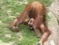 Monkey Pe...