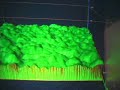 Virtual Forest Yields Clues to Climate at Duke University