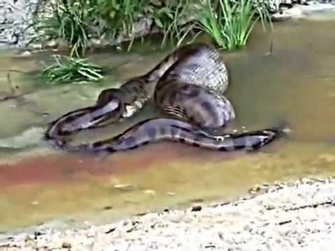 anaconda