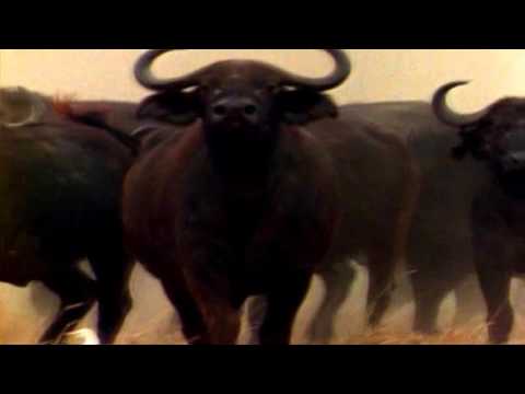 Deadly African Buffalo kills several people every year