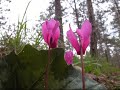 Cyclamen purpurascens - Ciclamino