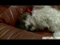 The Snoring Puppy The Snoring Puppy