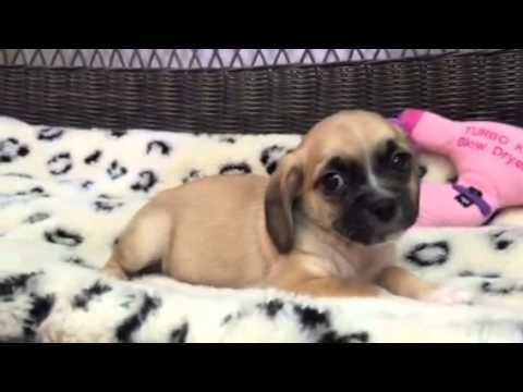 SWEET GUY NEEDS A HOME PUGGLE