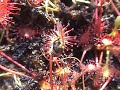 Drosera intermedia catches fly Drosera intermedia catches fly