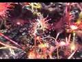 Drosera intermedia catches fly