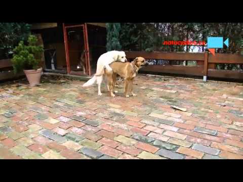 Naše dvě feny Keissy a Jenny si nahrazují mužského partnera