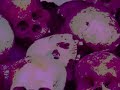 Balzac - To Kill Your Master / Video Edited by Psychoptik