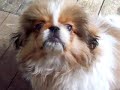 ma petite merveille lol ma petite crapule à moi fais plein de petite bêtise un petit chiot par exelance trop beau !!!