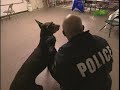 Breed All About It - Doberman pinscher Breed All About It - Doberman pinscher