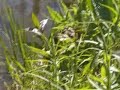 Critters Icterus