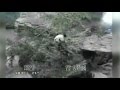 Giant Panda Cub vs. Dies At national Zoo Washington