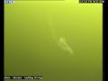 Loch Ness Monster Loch Ness Monster