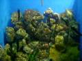 engel ocean park adventure engel ocean park adventure
