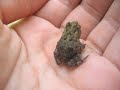 Florida Field Herping: Black Racers, House Geckos, Green Tree Frogs etc. Florida Field Herping: Black Racers, House Geckos, Green Tree Frogs etc.
