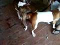 brod y sheyla amstaff encaste