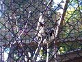 Los Angeles Zoo Coquerel\