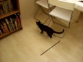 Funny cat