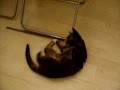 Funny cat