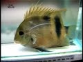 Uaru fernandezyepezi : Tropical Aquarium Fish DVD Mikolji Uaru fernandezyepezi : Tropical Aquarium Fish DVD Mikolji