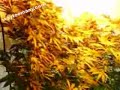 Jonas Grow Room - Medicinal marijuana closet grow room