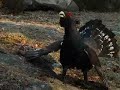 tiurleik 2008 del 3(Capercaillie display part 3) tiurleik 2008 del 3(Capercaillie display part 3)