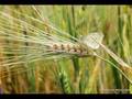 gazipa�a deniz efe