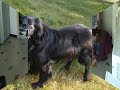 Bambou chasse.mpg