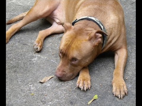 pitbull