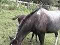 This is my 27 year old Morgan mare Nanna trying to meet little Trinket, our new pony filly, for the first time at 3 weeks old. But Mama says no! and stays between them.  It really excites the baby to have company!  She is just too cute!