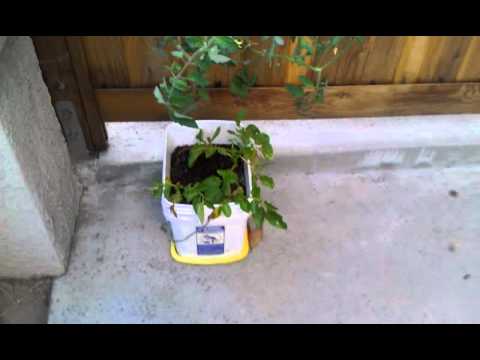 how to grow idaho potatoes