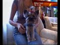 J�mmik�tt Sven Sester oma koeraga
