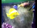 Boris The Puffer Fish Puffs