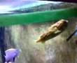 Boris The Puffer Fish Puffs