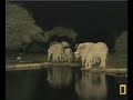 Elephants Dislike Wildebeest-Part 2 Pete's Pond December 15, 2009