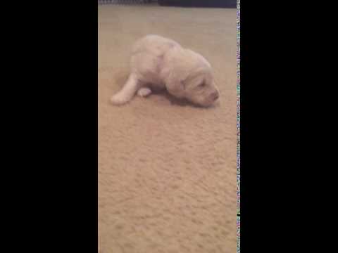 She is Learning to Walk!