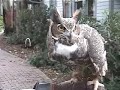 great horned owl hoot great horned owl hoot