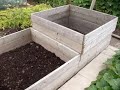 Raised bed allotment Summer 2008