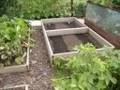 Raised bed allotment Summer 2008