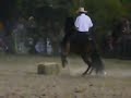 Caballos en La Feria de San Marcos 2008