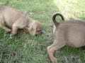 Cute 7 week old puggle puppies