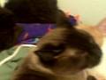 videos de Sleeping cats