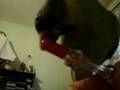 Plum headed parakeet