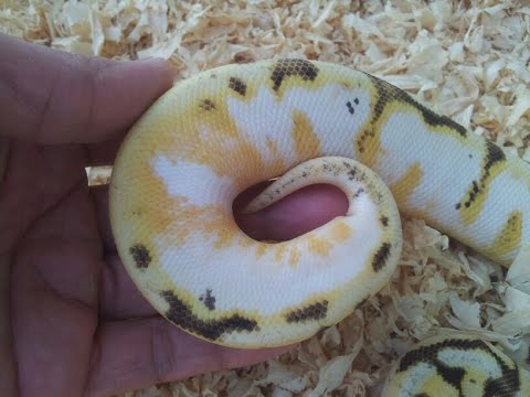 YouTube reptile video