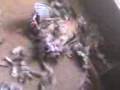 Patch dog killed a pigion